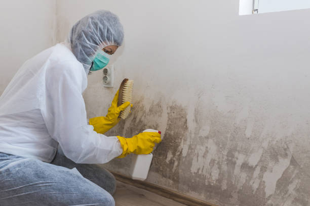 Professional Mold Removal in Swoyersville, PA