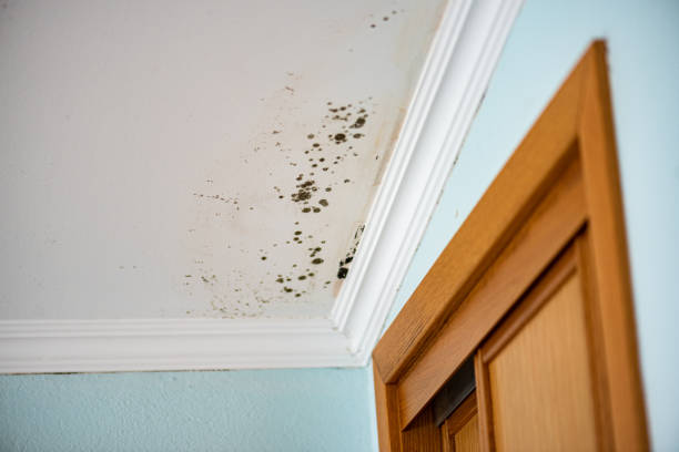 Best Professional Mold Removal  in Swoyersville, PA