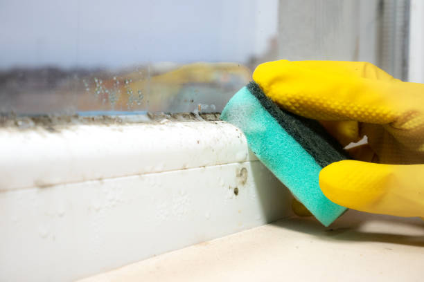 Best Residential Mold Removal  in Swoyersville, PA