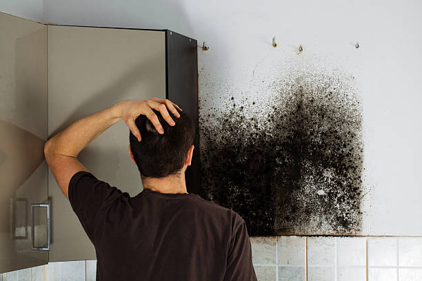 Best Attic Mold Removal  in Swoyersville, PA