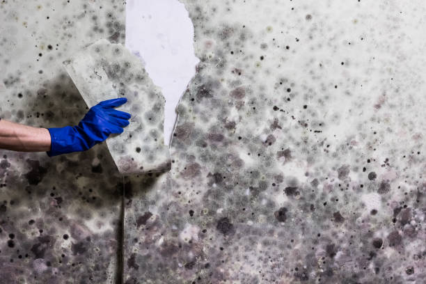 Best Mold Removal Company Near Me  in Swoyersville, PA