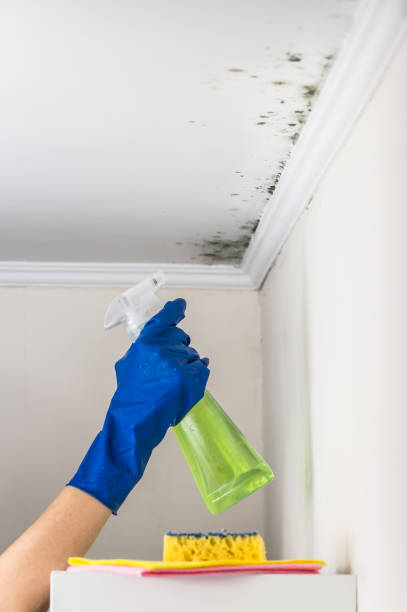 Best Best Mold Removal Companies  in Swoyersville, PA